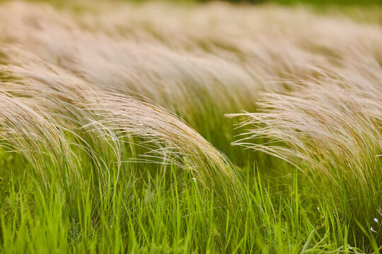 Feather Grass or Needle Grass, Nassella tenuissima, forms already at the slightest breath of wind
