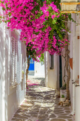 Traditional alley with whitewashed houses and a full blooming bougainvillea in Prodromos Paros island - obrazy, fototapety, plakaty