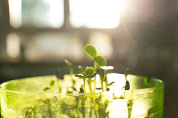 Organic sprouts grown at home. Concept of healthy eating. Close up, selective focus, natural light.