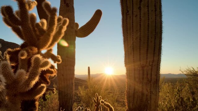 Timelapse/Hyperlapse of sunset over cactus forest