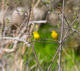 Two yellow birds in a tree