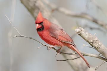 Red male cardinal sitting in the tree
