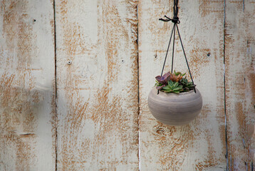 Hanging plant of succulents on a wooden wall