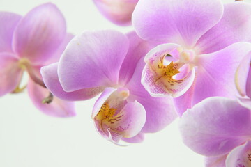 Obraz na płótnie Canvas Pink orchids flowers for background with space for text