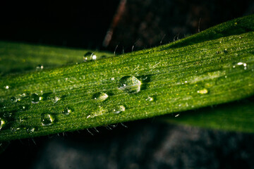 Obraz premium water drops on a leaf