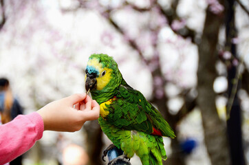 A colorful parrot eats sunflower seeds from a hand Cherry blossoms in Japan