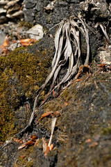 Light grey dry plant leaves and green olive moss on grey tree trunk. Strong and natural light. Sunny day. Natural background. Forest. Wild nature. Summer. Autumn.