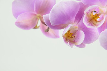 Fototapeta na wymiar Pink orchids flowers for background with space for text