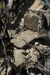 Grey roots and grey and brown stones protruding from under a fallen tree. Strong and natural light. Sunny day. Natural background. Forest. Wild nature. Summer.
