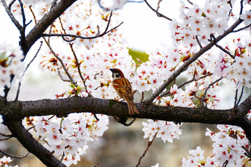 Sparrow on a branch of cherry blossoms Cherry blossoms in Japan