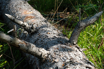 Grey trunk and branches of a fallen tree against green grass. Natural light. Sunny day. Natural background. Forest. Wild nature. Spring. Summer.