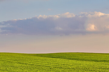 Fototapeta na wymiar Green field under blue clouds sky.