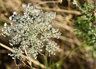 baskets of tiny white flowers . medicinal herb Daucus carota