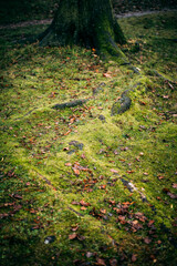 green moss on tree roots