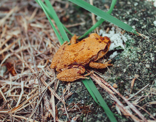 Coquí churí, Puerto Rico
