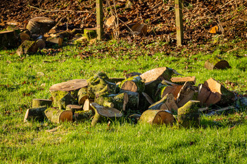 Pile of cut logs and wood lying in a field in the low winter sun light