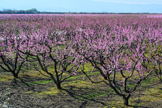 Flowering peaches in Spring in northern Greece