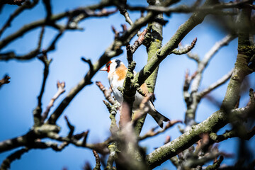 bird goldfinch (Carduelis carduelis) on a branch