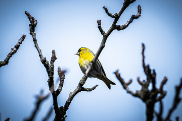 bird wood snipe (Spinus spinus) on branch