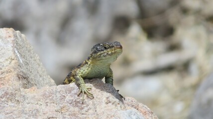 lizard on the rock