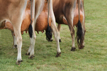 Fototapeta premium The Rear and Udders of Three Farm Dairy Cows.