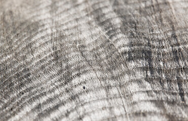 Fototapeta premium Jahresringe Holz Makro