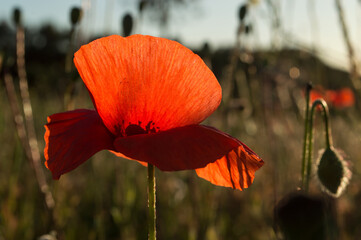 Poppy flower in the field