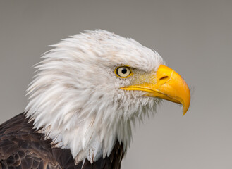 american bald eagle