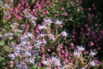 Obraz premium field of lavender flowers