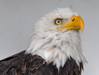 portrait of a eagle