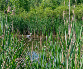 reeds in the lake