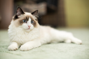 Obraz premium Beautiful young white purebred Ragdoll cat with blue eyes