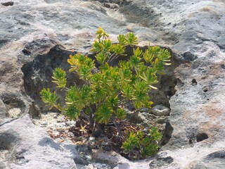 Beachberry plant on a rocky shore