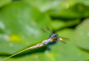 dragonfly on a leaf