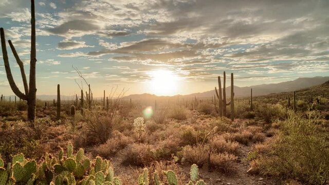 Panning timelapse/hyperlapse of cactus forest sunset with fluffy cloud motion