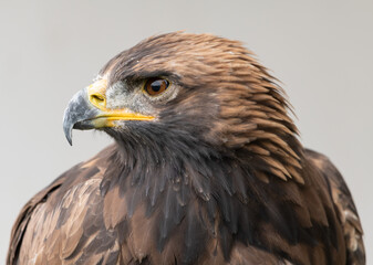 red tailed hawk