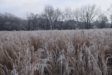 Frost on hayfield