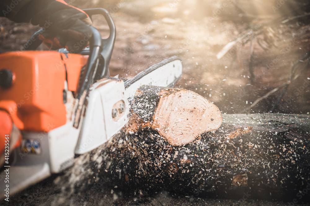 Wall mural Chainsaw. Close-up of woodcutter sawing chain saw in motion, sawdust fly to sides. Chainsaw in motion. Hard wood working in forest. Sawdust fly around. Firewood processing.