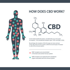 Obraz na płótnie Canvas How does CBD works, white information banner with cannabidiol chemical formula and endocannabinoid receptors in the human body.