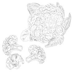 Sketch of cauliflower set. Hand drawn of curly cabbage set. Hand drawn vegetables. Fresh organic and healthy, diet and vegetarian food. Vector illustration.