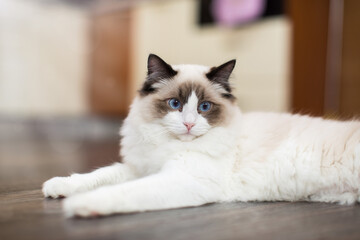 Beautiful young white purebred Ragdoll cat with blue eyes