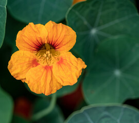 orange flower in the garden