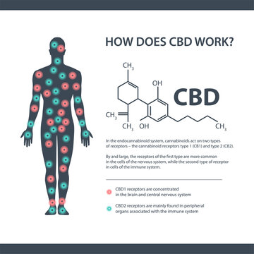 How does CBD works, white information banner with cannabidiol chemical formula and endocannabinoid receptors in the human body.