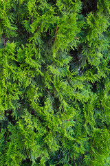thuja smaragd closeup photo. green leaves of needles