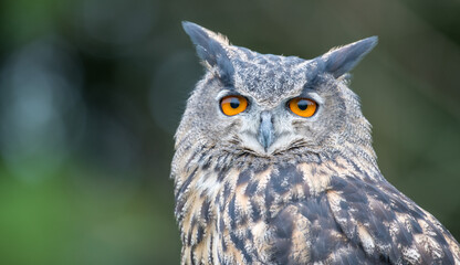 great horned owl