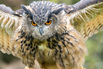 close up of an owl