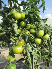 tomatoes in the garden