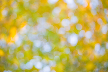 Abstract blurred nature background with bokeh for creative designs. Green leaves bokeh out of focus...