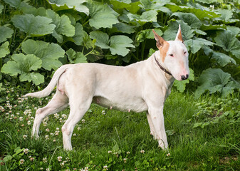 Fototapeta premium Dog breed bull terrier on the grass.