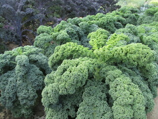 close up of cauliflower